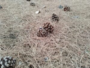 Belen Garcia Casado cursos de mindfulness online Me acojo imperfecta