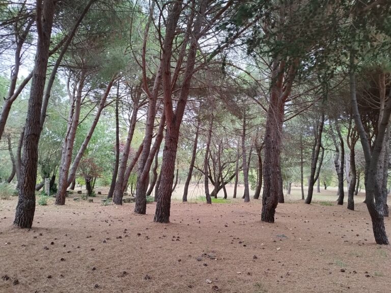 Belen Garcia Casado cursos de mindfulness online Mujeres que caminamos con perros