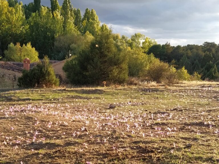 Belen Garcia Casado cursos de mindfulness online Los sonidos del silencio